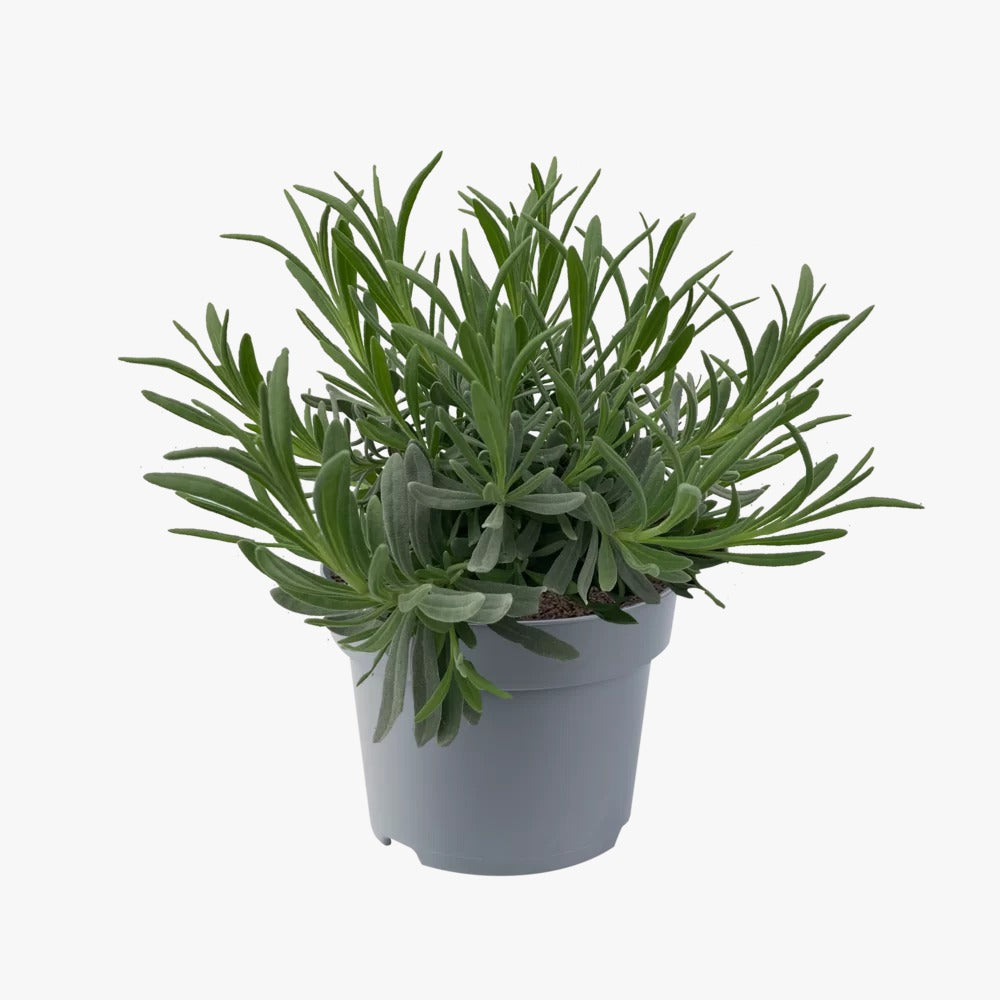 Lavender dentata plant with blooming purple flowers and aroma
