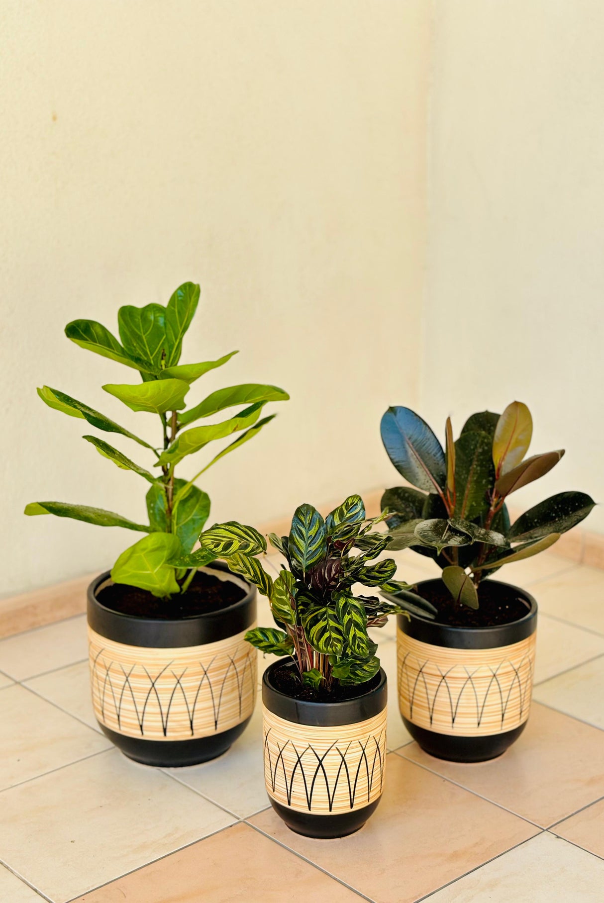 Deal Of The Week Indoor Plants