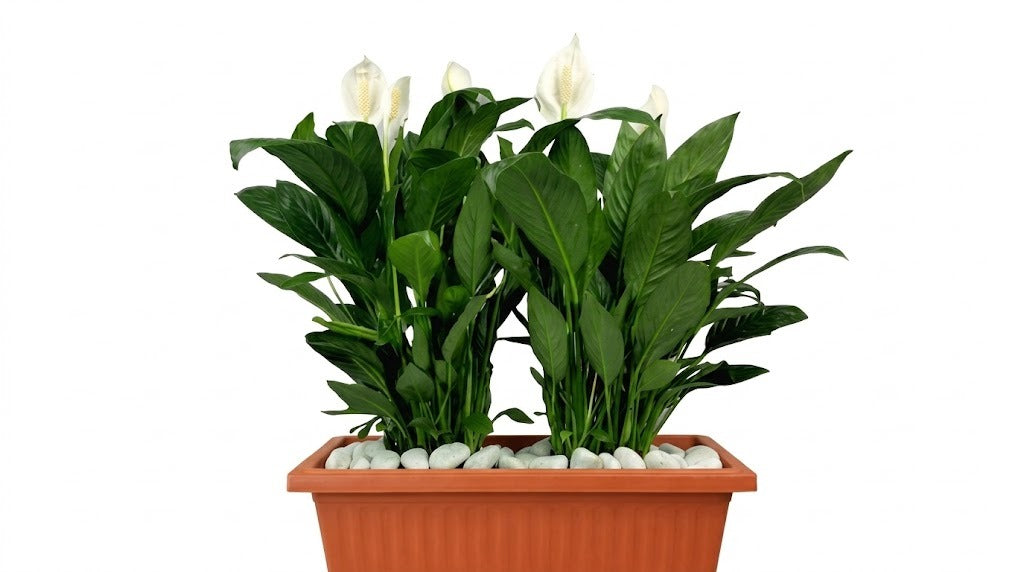 Peace Lily - Spathiphyllum Wallisii  -In Rectangular Pot - Plantsworld.ae