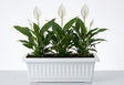 Peace Lily (Spathiphyllum wallisii) indoor plant
