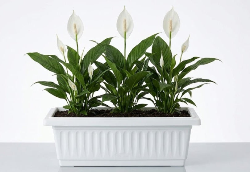 Peace Lily (Spathiphyllum wallisii) indoor plant
