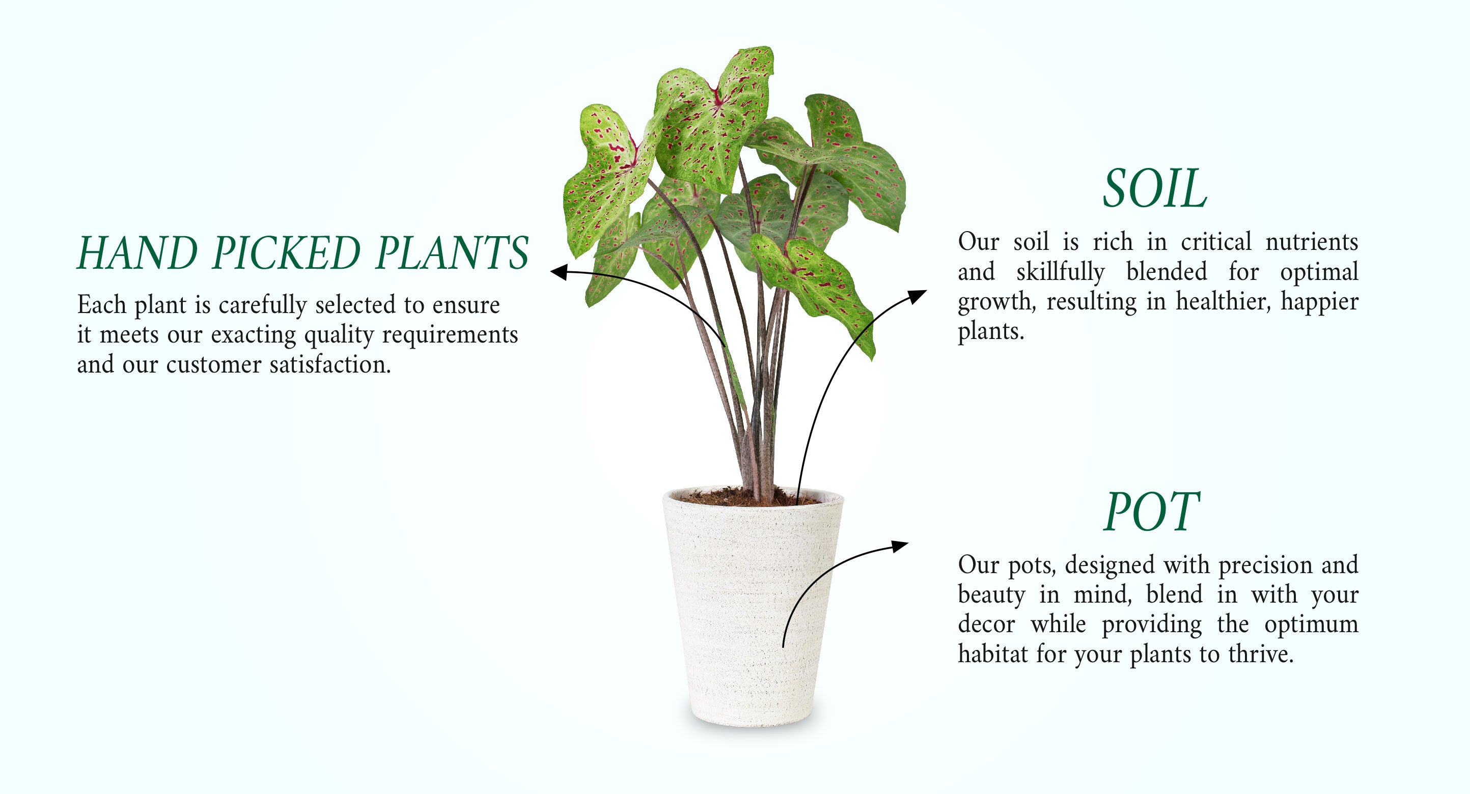 Plants deals gifts online