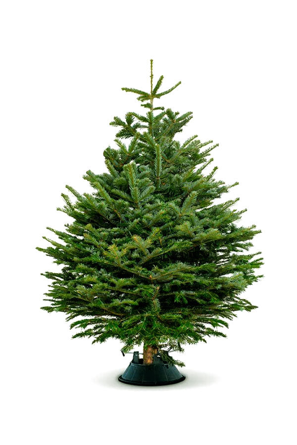 Christmas Tree - Nordmann Fir Holland