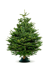 Christmas Tree - Nordmann Fir Holland