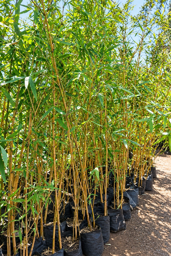 Yellow Bamboo - Bambusa Vulgaris