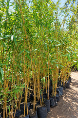 Yellow Bamboo - Bambusa Vulgaris