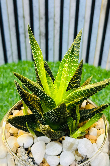 Zen Garden Bowls - Terrarium