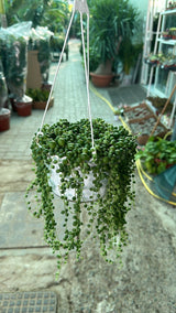 Perlenkette - Sukkulente Pflanze