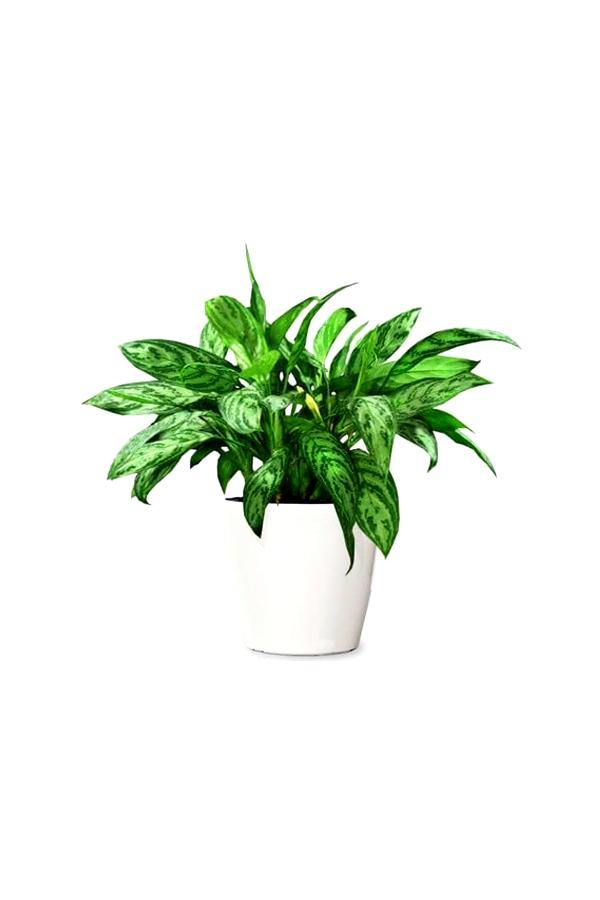 Aglaonema Maria - Chinese Evergreen Indoor Plants - Aglaonema Maria - Chinese Evergreen Indoor Plants - Plantsworld.ae