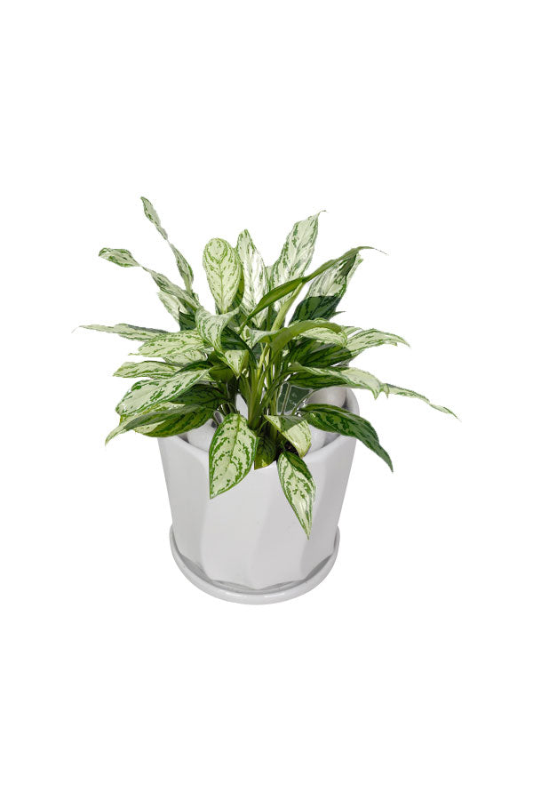 Aglaonema Silver QUEEN - Office table top plant with silver-green leaves from Plantsworld.ae