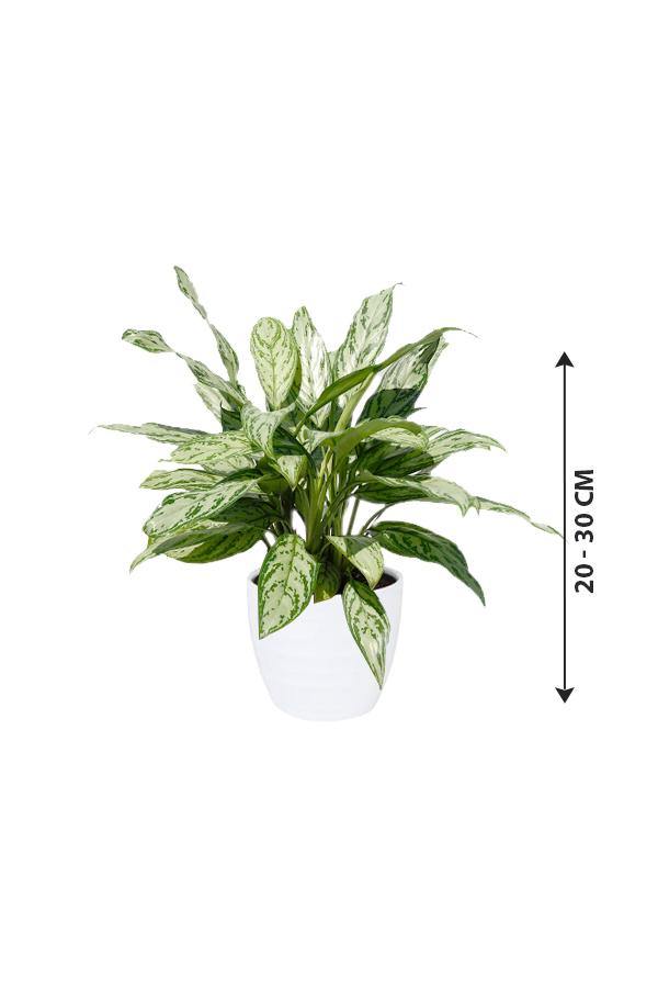 Aglaonema green hotsell