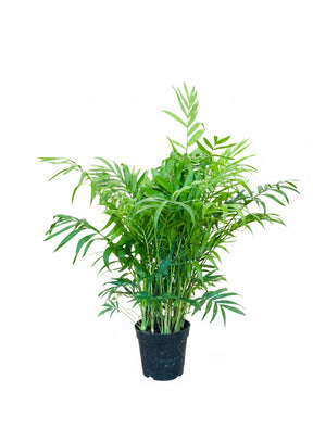 Air-purifying bamboo palm houseplant