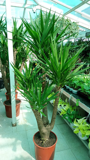 Yucca Branched - Air Purifying Indoor Plant - Plantsworld.ae