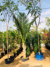 Coconut Tree - Outdoor | Buy Healthy Coconut Palm for UAE Gardens at PlantsWorld.ae