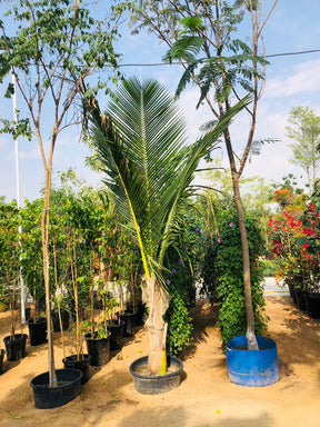 Coconut Tree - Outdoor | Buy Healthy Coconut Palm for UAE Gardens at PlantsWorld.ae