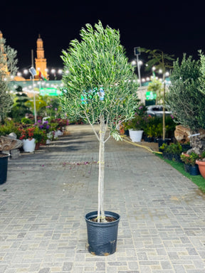 Molea Europa Olive Tree - Hardy Outdoor Plant with Silvery-Green Leaves