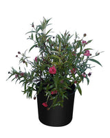 Outdoor plants online in dubai-uae Egyptian-Starcluster-Pentas-lanceolata