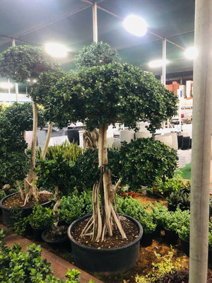 Ficus Macrocarpa Multi Head Natural Indoor Plant for Home and Office Decor at PlantsWorld.ae

