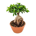 Ginseng Bonsai - Add On