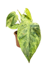 Philodendron Hederaceum Variegated