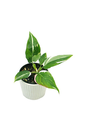 Philodendron White Princess indoor plant