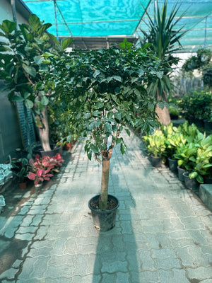 China Doll Plant - Radermachera Sinica - Plantsworld.ae