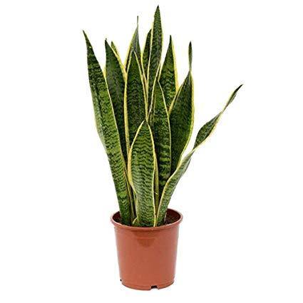 Indoor plants online in dubai-uae-Snake Plant -INDOOR)-Sansevieria