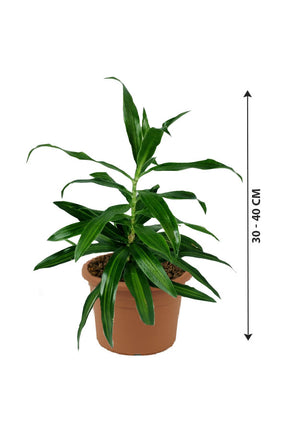 Song of Jamaica - Dracaena Reflexa - Plantsworld.ae