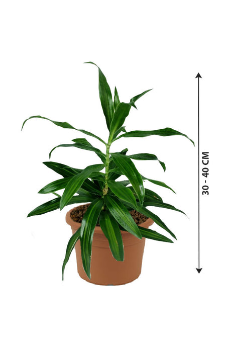 Dracaena Reflexa - Song Of Jamaica - Indoor Plant