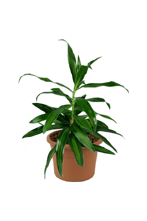 Dracaena Reflexa - Song Of Jamaica - Indoor Plant
