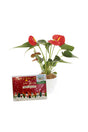 Anthurium plant with glossy dark green leaves and vibrant red spathes, perfect for enhancing indoor décor.