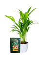 Areca Palm Small – Compact tropical plant with feather-like fronds, ideal for indoor spaces and air purification.