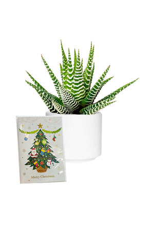 Close-up of Haworthia Wide Zebra succulent plant with striped leaves - PlantsWorld.ae