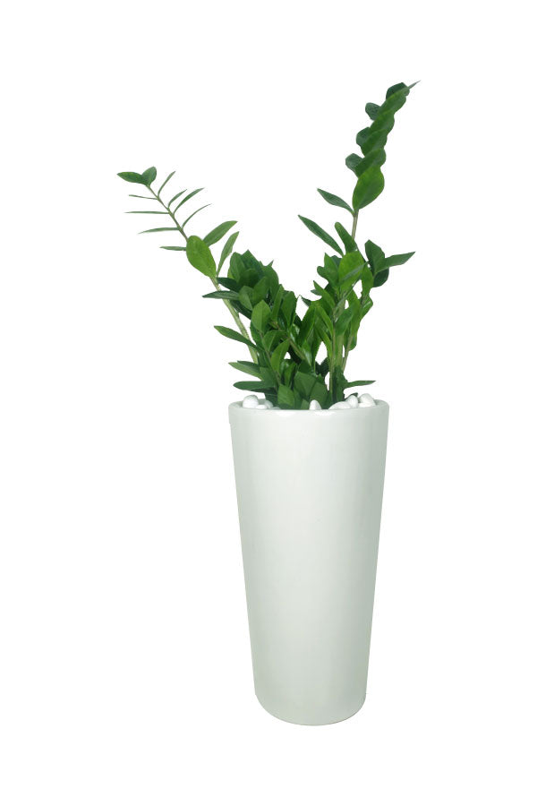 Zamioculcas Zamiifolia-ZZ Pflanze im hohen Topf