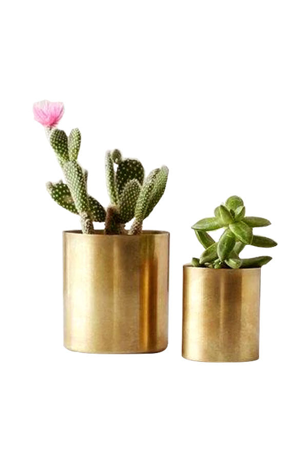 Stainless Steel Circular Planters With Gold Finishing