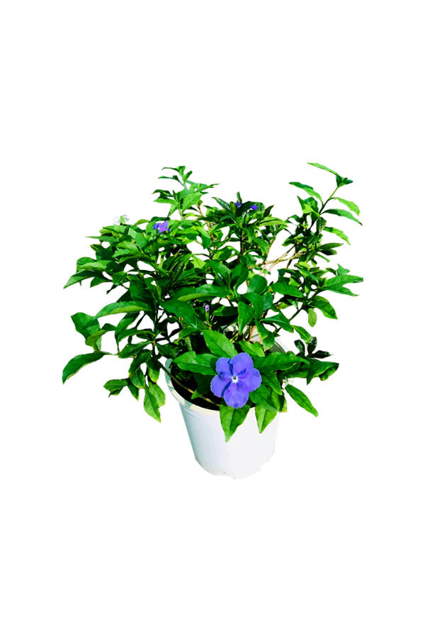 Yesterday Today -Tomorrow, Brunfelsia Grandiflora -  Outdoor Flowering Plant