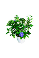 Yesterday Today -Tomorrow, Brunfelsia Grandiflora -  Outdoor Flowering Plant