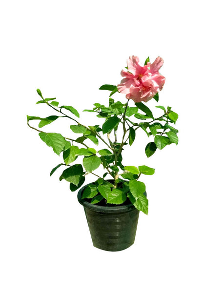 Hibiscus Rosa - Sinensis - Outdoor Flowering Plant
