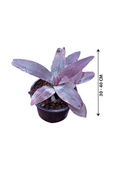 Tradescantia Pallida - Setcreasea Purpurea - Lila Herz