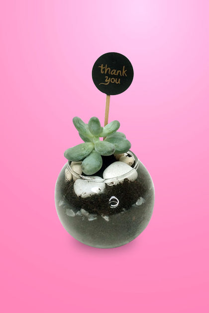 Women's Day & Mother's Day Gift- Succulent With Glass Bowl