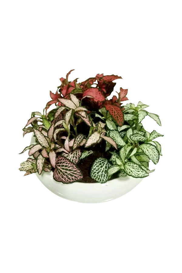 Fittonia Decorative Arrangement Indoor Plants Combo