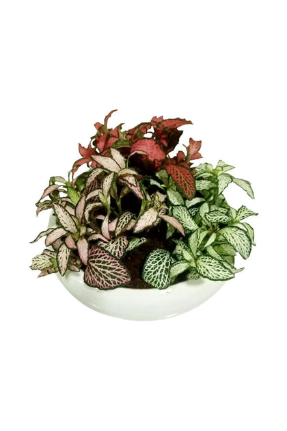 Fittonia Decorative Arrangement Indoor Plants Combo