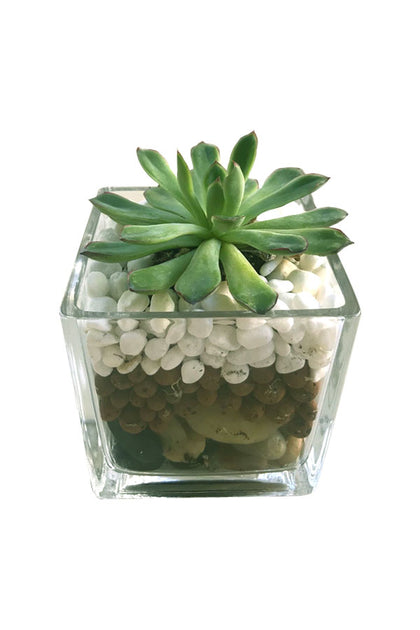 Succulent Kit - Indoor Plant Combo With Glass Terrarium