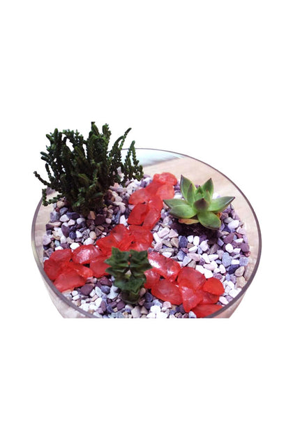 Succulent Mix - Indoor Succulent Plants - Terrarium With Coloured Stones