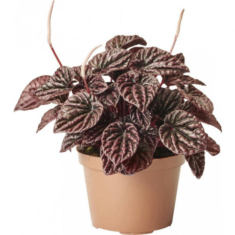 Peperomia Caperata - Red Luna - Peperomia Caperata - Red Luna - Plantsworld.ae