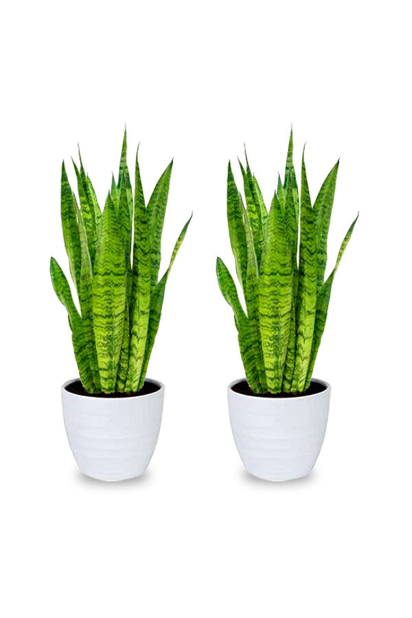 Buy One Get One-Snake Plant-Sansevieria With Ceramic Pot