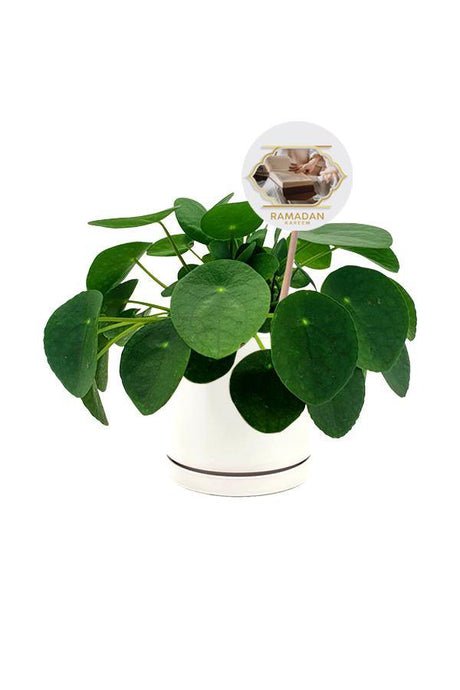 Chinese Money Plant  in white ceramic  pot with Ramadan Wishes Quote.