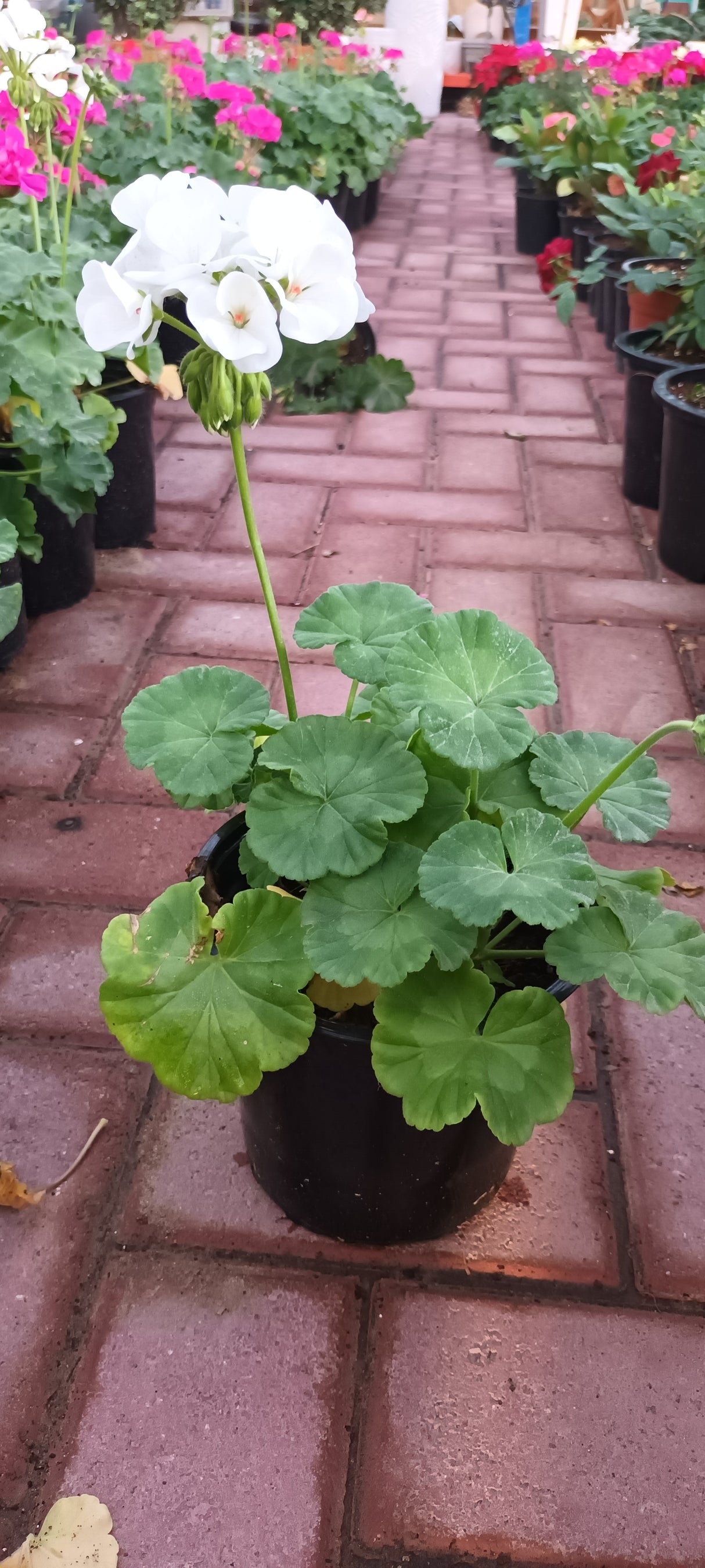 Geranium - Pelargonium - Outdoor Flowering Plant
