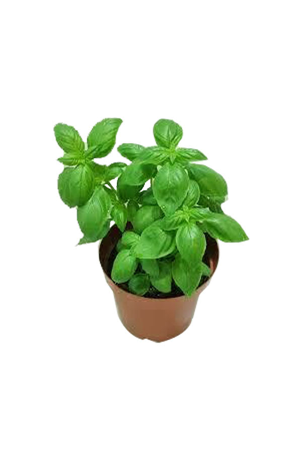 Sweet Basil Ocimum Basilicum Herbal Outdoor Plant plantsworld