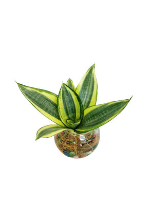 Snake Plant Mini in Glass Bowl - Water Plant with vibrant green leaves, perfect for modern indoor décor.